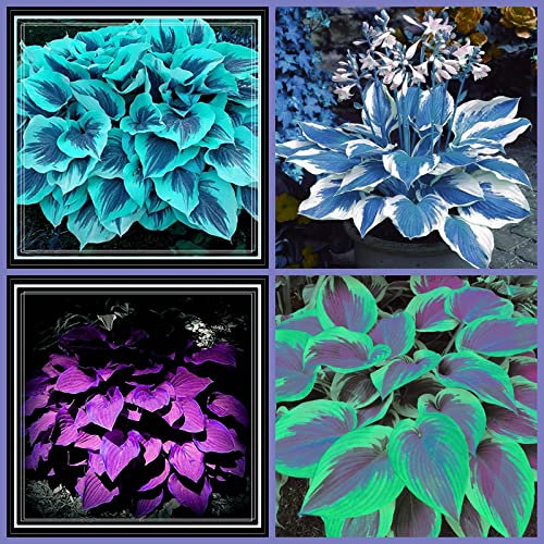 Hosta Richiede Poca Manutenzione Ed è Adatta Alla Coltivazione Dei Principianti, Forte E Potente Hosta Ha Un Apparato Radicale Ben Sviluppato, Bulbi Di Hosta,-4bulbs-C