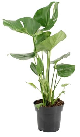 Monstera deliciosa - 50-60cm - Ø17cm - Zimmerpflanze - Immergrün