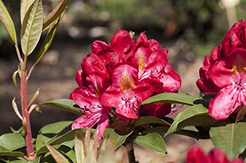 Rhododendron Hybr. 'Junifeuer' 50-60 cm - Rhododendron, leuchtend rote Blüten, Blütezeit Mai-Juni, ideal für Halbschatten, kalktolerant, winterhart