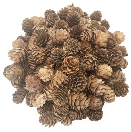 Kesxaus Tannenzapfen Weihnachten Natürliche Tannenzapfen 100Stück ca.2-3 cm | Mini Tannenzapfen Weihnachtsschmuck für Weihnachtsdeko innen Weihnachtsbaum Deko Winterhochzeit Partei