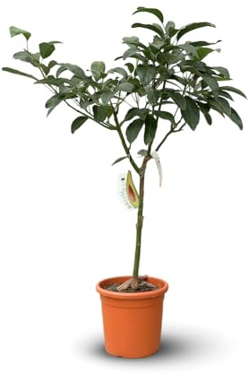 Attitude Jardin – Avocadobaum – Hass – Persea Americana – Obstbaum – 90 – 100 cm – ⌀ 22 cm