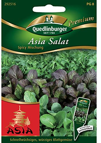 Asia Salat, Brassica campestris, ca. 800 - 1000 Samen