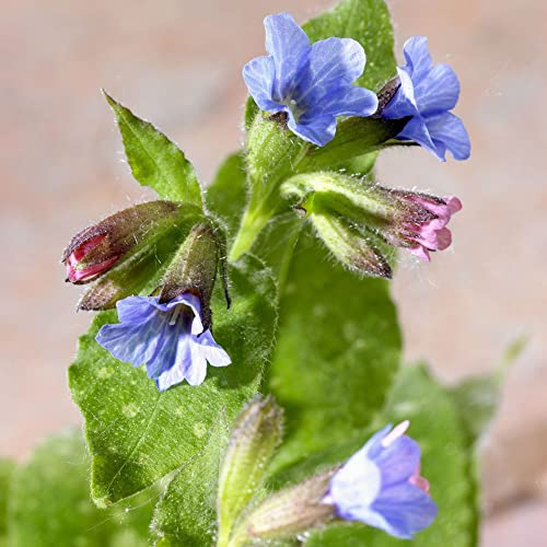 lungenkraut samen - Pulmonaria rubra - Pulmonaria officinalis - Seltene Pflanzen serie - zimmerpflanzen blumensamen gastgeschenk danke geschenk seed 500 Stück