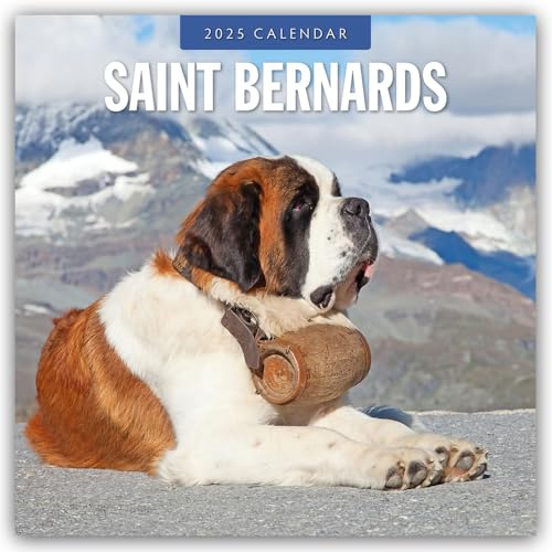 Saint Bernards – Bernhardiner 2025 – 16-Monatskalender: Original Red Robin Publishing Ltd-Kalender [Mehrsprachig] [Kalender] (Wall-Kalender)