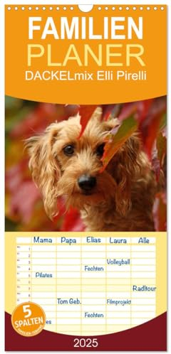 Familienplaner 2025 - DACKELmix Elli Pirelli mit 5 Spalten (Wandkalender, 21 cm x 45 cm), CALVENDO: ....mit neuen Abenteuern aus der Hundeknipserei (CALVENDO Tiere)