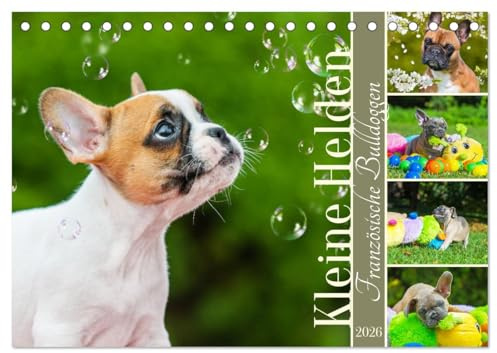Kleine Helden - Französische Bulldoggen (Tischkalender 2026 DIN A5 quer), CALVENDO Monatskalender: Mit 13 bezaubernden Fotos der beliebten Französischen Bulldoggen (CALVENDO Tiere)
