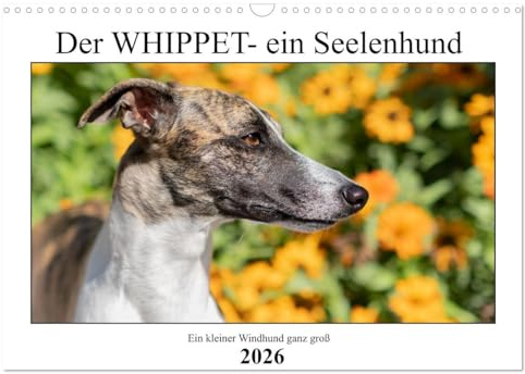 Der Whippet - ein Seelenhund (Wandkalender 2026 DIN A3 quer), CALVENDO Monatskalender: Ein kleiner englischer Windhund (CALVENDO Tiere)