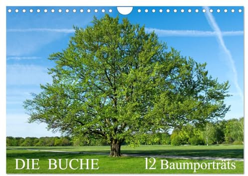 Die Buche: 12 Baumporträts (Wandkalender 2026 DIN A4 quer), CALVENDO Monatskalender: Die Rotbuche im Wandel der Jahreszeiten (CALVENDO Natur)