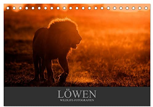 Löwen Wildlife-Fotografien (Tischkalender 2026 DIN A5 quer), CALVENDO Monatskalender: Porträts der majestätischen Raubkatze (CALVENDO Tiere)