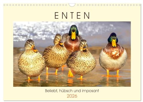 Enten. Beliebt, hübsch und imposant (Wandkalender 2026 DIN A3 quer), CALVENDO Monatskalender: Die lustigen Watschler am Teich und See (CALVENDO Tiere)