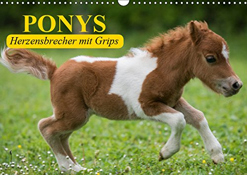 Ponys. Herzensbrecher mit Grips (Wandkalender 2019 DIN A3 quer): Süße Frechdachse mit Löwenherz (Geburtstagskalender, 14 Seiten ) (CALVENDO Tiere)