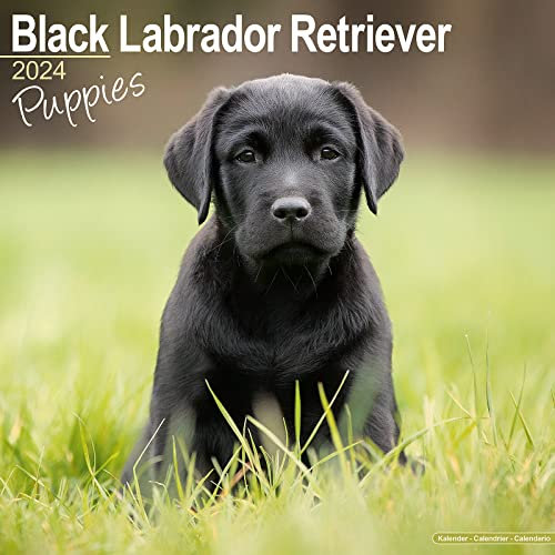 Black Labrador Retriever Puppies - Schwarze Labradorwelpen 2024 - 16-Monatskalender: Original Avonside-Kalender [Mehrsprachig] [Kalender] (Wall-Kalender)