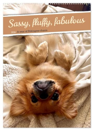 Sassy, fluffy, fabulous – A year of Pekingese charm (Wall Calendar 2026 DIN A2 portrait), CALVENDO 12 Month Wall Calendar: Let yourself be enchanted, ... will set the house alight (CALVENDO Animals)
