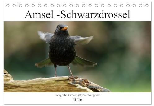 Amsel - Schwarzdrossel fotografiert von Ostfriesenfotografie (Tischkalender 2026 DIN A5 quer), CALVENDO Monatskalender (CALVENDO Tiere)