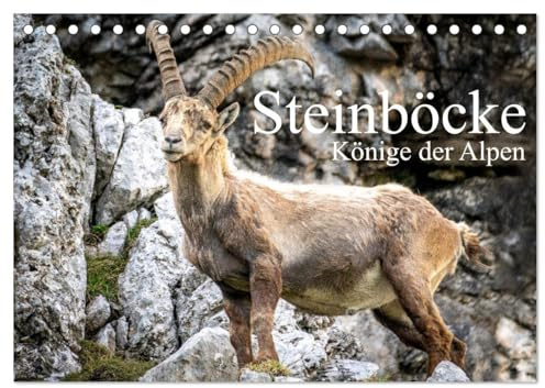 Steinböcke - Majestätische Tiere der Alpen (Tischkalender 2026 DIN A5 quer), CALVENDO Monatskalender: Steinböcke in ihrem natürlich Umfeld (CALVENDO Tiere)