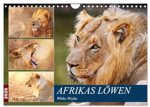 Afrikas Löwen 2026 (Wandkalender 2026 DIN A4 quer), CALVENDO Monatskalender: Löwen fotografiert in ihrem natürlichen Lebensraum (CALVENDO Tiere)