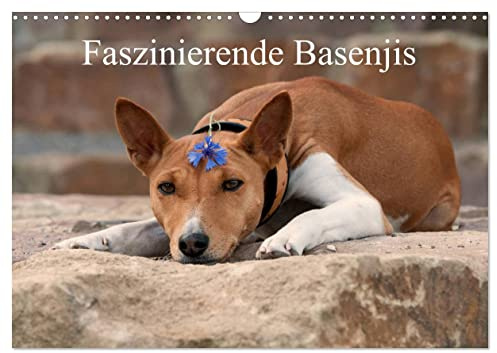 Faszinierende Basenjis (Wandkalender 2026 DIN A3 quer), CALVENDO Monatskalender: Beeindruckende Fotos der Rasse Basenjis (CALVENDO Tiere)