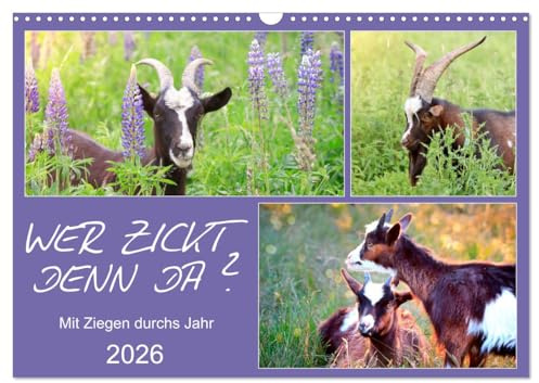 Wer zickt denn da? Mit Ziegen durchs Jahr (Wandkalender 2026 DIN A3 quer), CALVENDO Monatskalender: Freche Ziegen auf Wiesen und Weiden (CALVENDO Tiere)