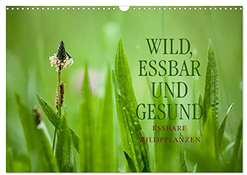 WILD, ESSBAR UND GESUND Essbare Wildpflanzen (Wandkalender 2026 DIN A3 quer), CALVENDO Monatskalender: Essbare Wildpflanzen: faszinierend, gesundheitsfördernd und artenreich. (CALVENDO Lifestyle)