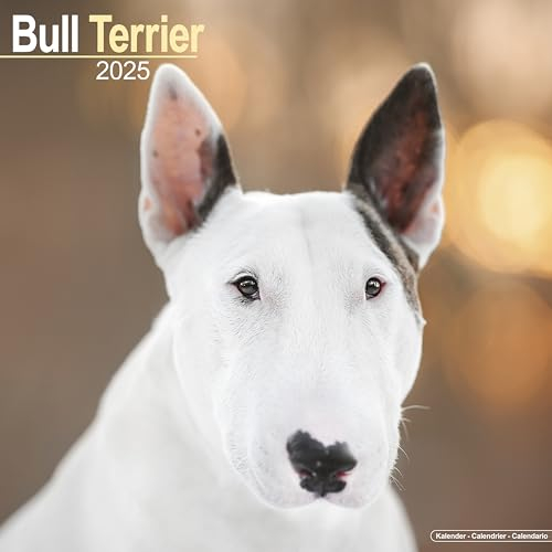 Bull Terrier - Bull Terrier 2025 - 16-Monatskalender: Original Avonside-Kalender [Mehrsprachig] [Kalender] (Wall-Kalender)