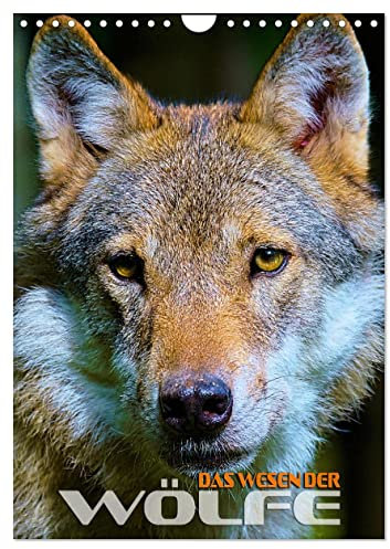 Das Wesen der Wölfe (Wandkalender 2025 DIN A4 hoch), CALVENDO Monatskalender: Faszinierende Bilder aus dem Lebensraum des Wolfes (CALVENDO Tiere)