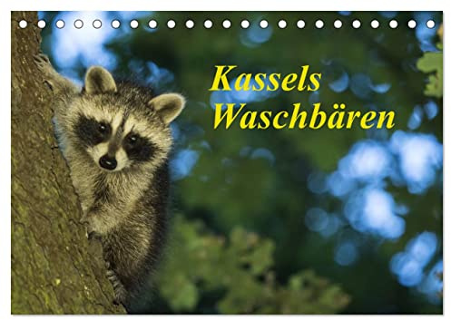 Kassels Waschbären (Tischkalender 2026 DIN A5 quer), CALVENDO Monatskalender: Ausdrucksstarke Momentaufnahmen einer Waschbärfamilie aus der Kasseler Karlsaue (CALVENDO Tiere)