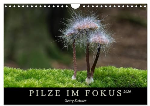PILZE IM FOKUS 2026 (Wandkalender 2026 DIN A4 quer), CALVENDO Monatskalender: Einheimische Pilze in eindrucksvollen Nahaufnahmen (CALVENDO Natur)