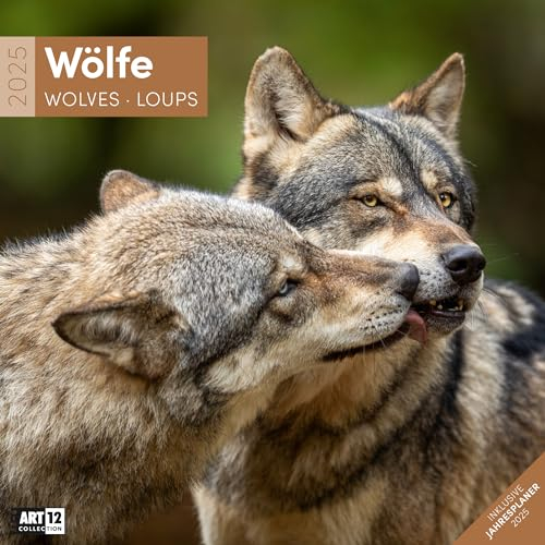 Wölfe 2025, Wandkalender / Broschürenkalender im Hochformat (aufgeklappt 30x60 cm) - Art12 - Geschenk-Kalender mit Monatskalendarium zum Eintragen