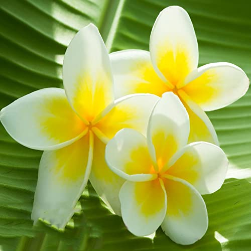 80 Stück frangipani pflanze weiß samen frangipani plumeria Rubra blumensamen bienenwiese seeds pflanzen topf exotische robuste balkonpflanzen winterhart gastgeschenke hochzeit blumensamen