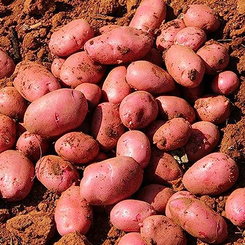 200 Stück/Beutel Kartoffelsamen, schnell wachsende, ertragreiche, rote, ertragreiche Gemüsesamen, Blumen-, Obstbaum- und Gemüsegrassamen Kartoffelsamen