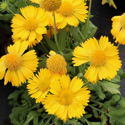 Semillas de flores de Gaillardia amarillas 100 piezas