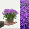 Campanula Porto (Bell-Flowers) - Indoor Plant in 11cm Pot - Produces Rich Purple Flowers (1 Plant)