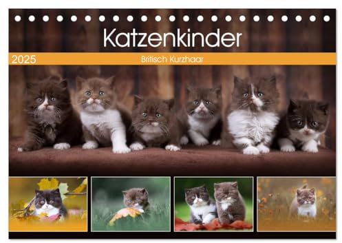 Katzenkinder - Britisch Kurzhaar (Tischkalender 2025 DIN A5 quer), CALVENDO Monatskalender