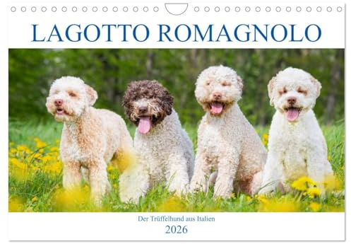 Lagotto Romagnolo - Der Trüffelhund aus Italien (Wandkalender 2026 DIN A4 quer), CALVENDO Monatskalender: In 13 wunderschönen Fotos stellt die ... liebenswerte Hunderasse vor. (CALVENDO Tiere)