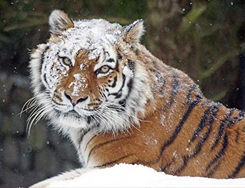 hansepuzzle 12224 - Schnee-Tiger Puzzle 1000 Teile - Tierwelt-Puzzle mit hochwertiger Aufbewahrung: Kartonbox und wiederverschließbarem Beutel - Format 60 × 46 cm