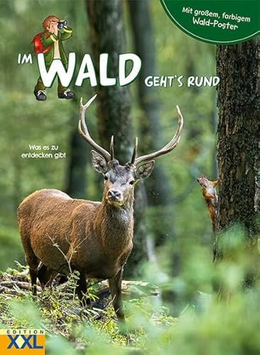 Im Wald geht's rund - mit großem, farbigem Poster: Was es zu entdecken gibt