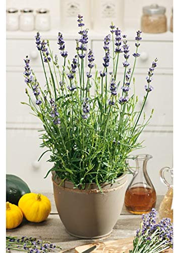 Semillas aromáticas - Lavanda - Mascarell