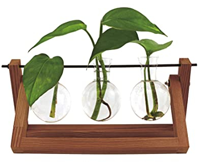 Winkee - Hydrovase Blossom | 3X Blumenvase mit 1x Holz-Ständer | Table Planter | Moderne Deko | Glas Propagation Station | Ableger Pflanzen Glas | Wurzelglasvase | Geschenk zum Muttertag, Geburtstag