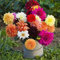 Haloppe 200 Pz Misti Dalia Fiori Piante Semi per la Piantagione del Giardino di Casa, Semi Bonsai Colore Misto Semi di Fiori Dalia Semi di dalia