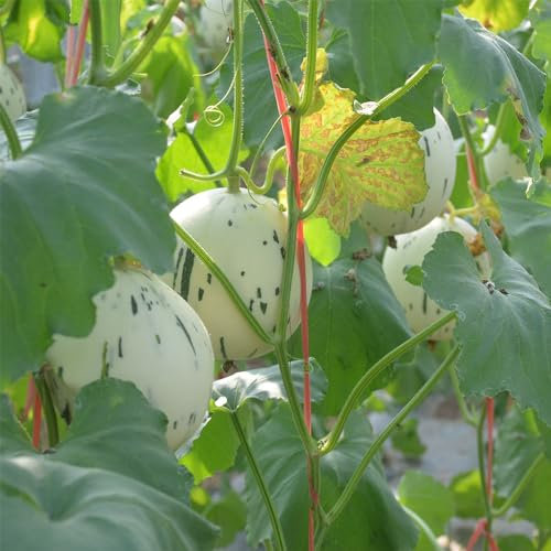 180 piezas semillas de melón plantas decorativas orgánicas plantas de jardín de rocas fruta columnar resistente semillas de frutas plantas de casa exóticas fruta columnar semillas