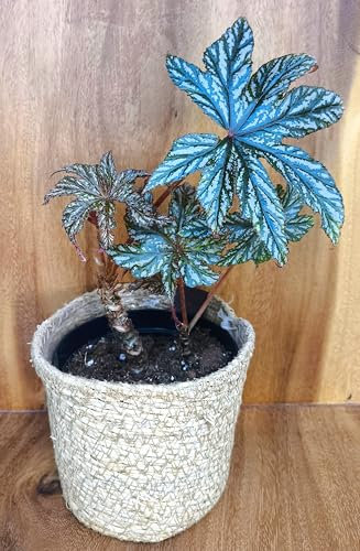 Begonia Gryphsilver Plant Houseplants,Indoor Plant,Easy Care