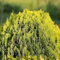 Gelber Zwerg Lebensbaum Aurea Nana - Platycladus orientalis, Thuja