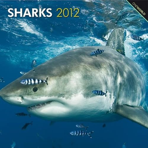 Sharks 2012 (Wall-Kalender)