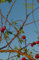 Wochenkalender 2013 - Wilde Hagebutten: rechte Seite Kalender, linke Seite Notizbuch, 1 Woche = 1 Seite, ca A5