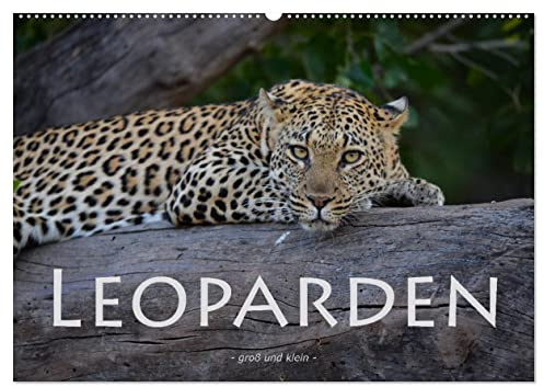Leoparden - groß und klein (Wandkalender 2026 DIN A2 quer), CALVENDO Monatskalender: Faszinierende Aufnahmen dieser wunderschönen Raubkatze (CALVENDO Tiere)