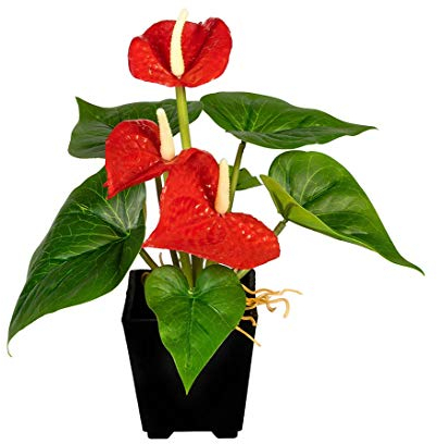 Künstliche Flamingoblume Anthurie 20cm hoch mit roten Blüten im Topf - Kunstblume Anthurium Kunstpflanze rot blühend
