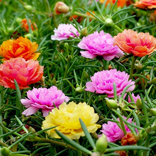 Mischfarbe Moss-Rose Purslane Doppelblumensamen 100+ Portulaca grandiflora Moss Rose Bodendecker Pflanzensamen