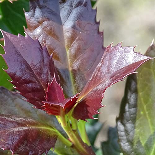 50er-Set Ilex meserveae Heckenblau®, Höhe 40-60 cm, im 5 Liter Topf