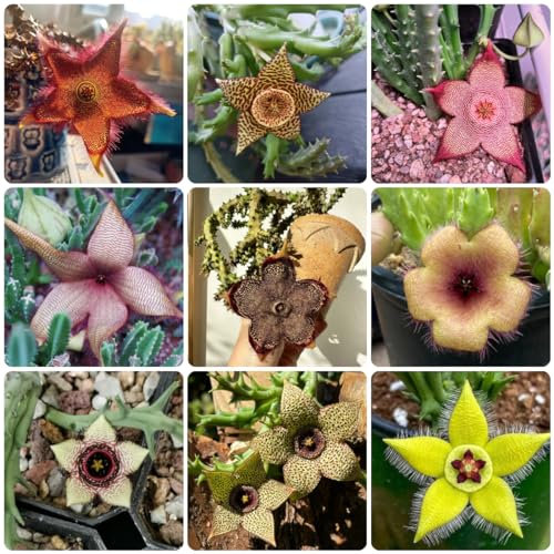 50 piezas semillas suculentas de Stapelia, Semillas de plantas de interior, plantas en macetas extremadamente resistentes (Orbea pulchella) Plantar semillas de interior, plantas de