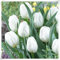 Tulpen von großem Zierwert,Perfekte Schnittblumen,Winterhartes,Tulpen zwiebeln,Lebende Pflanzen,Seltene Pflanzen,Zwiebeln, Tulip bulbs-3 Zwiebeln-C